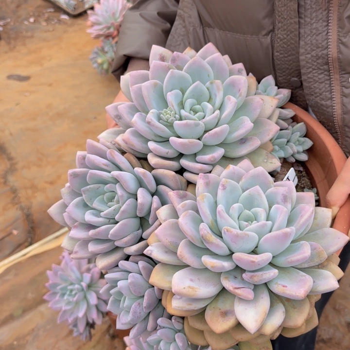 奥普多肉植物0000001