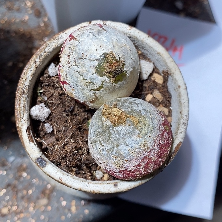 18341。 灯泡两颗。  