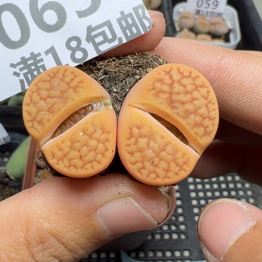 【闪购商品】065……