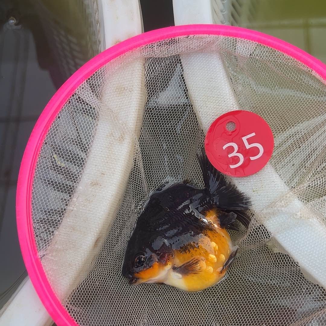 海水鱼短尾将军泰狮