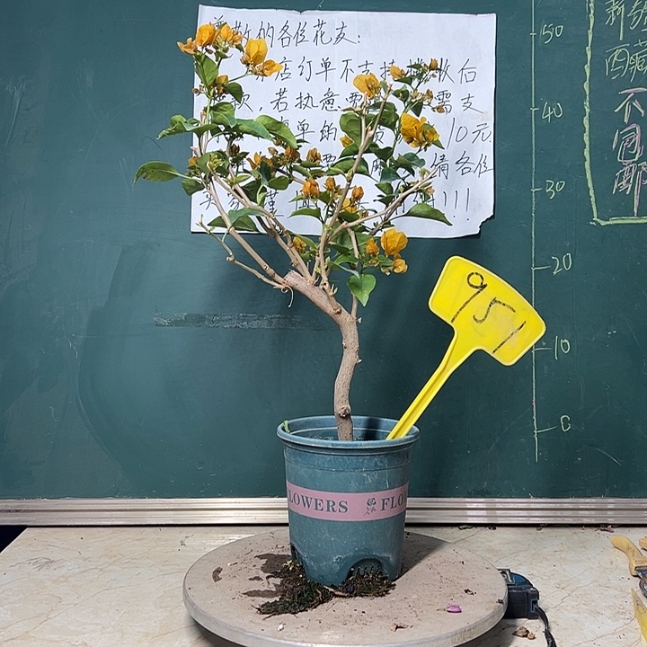 完全开放 造型 柠檬黄  951