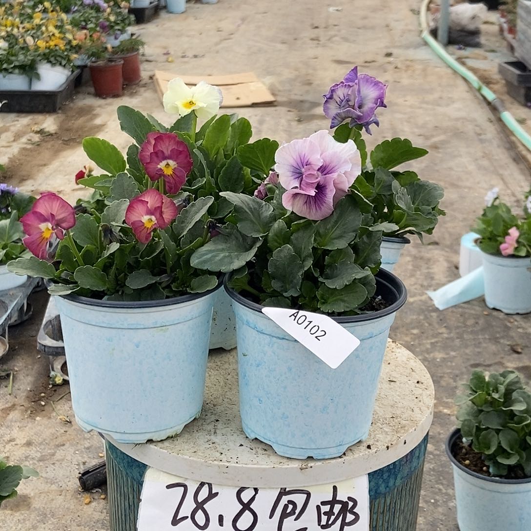 大部分花苞少量开放102