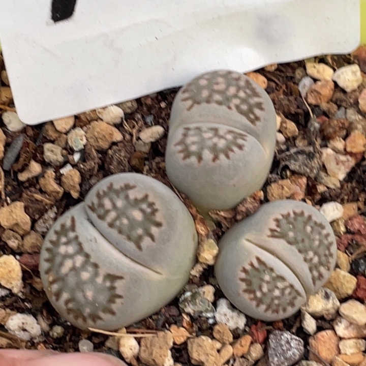 完全开放798母本群寿利饼干