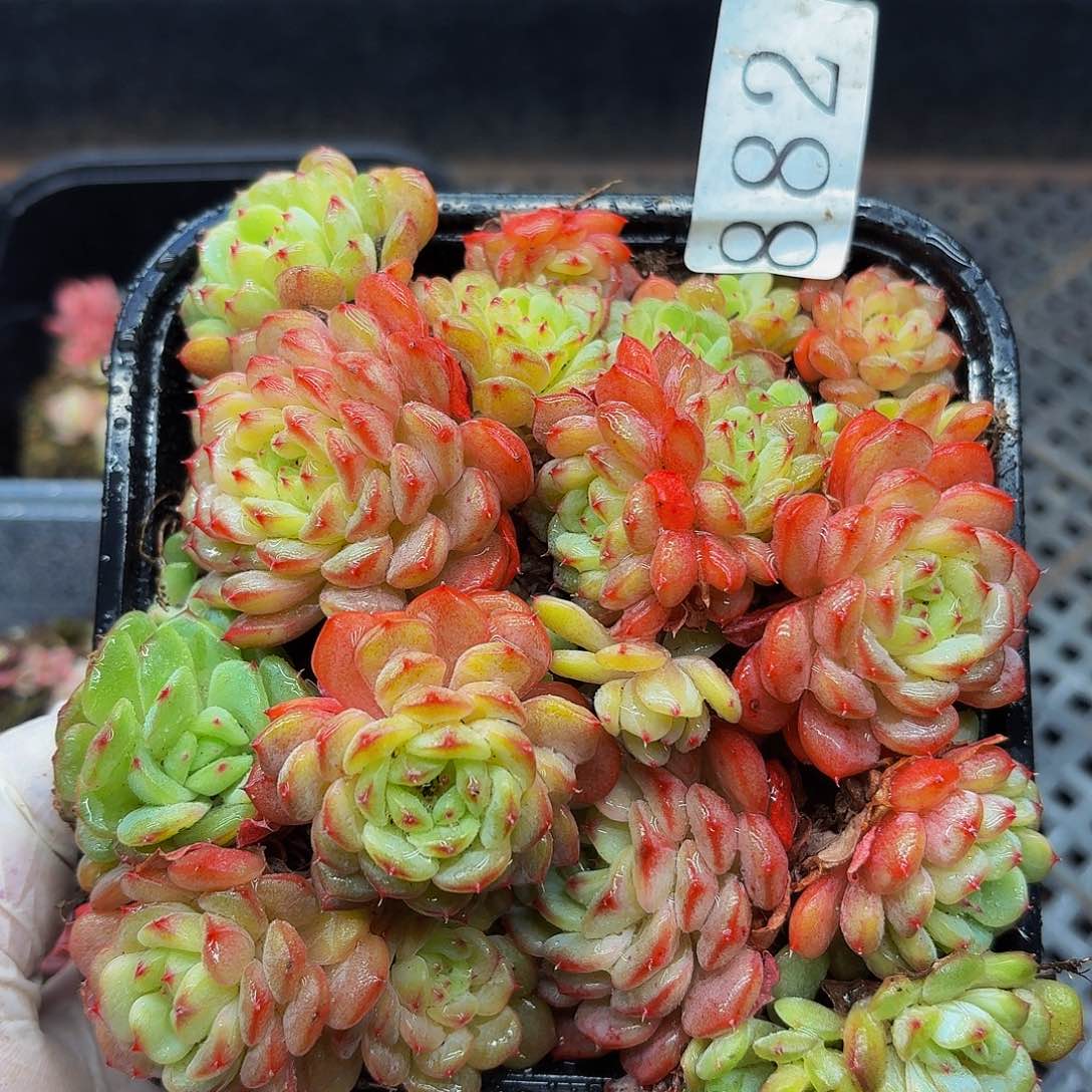 多肉植物多肉植物882