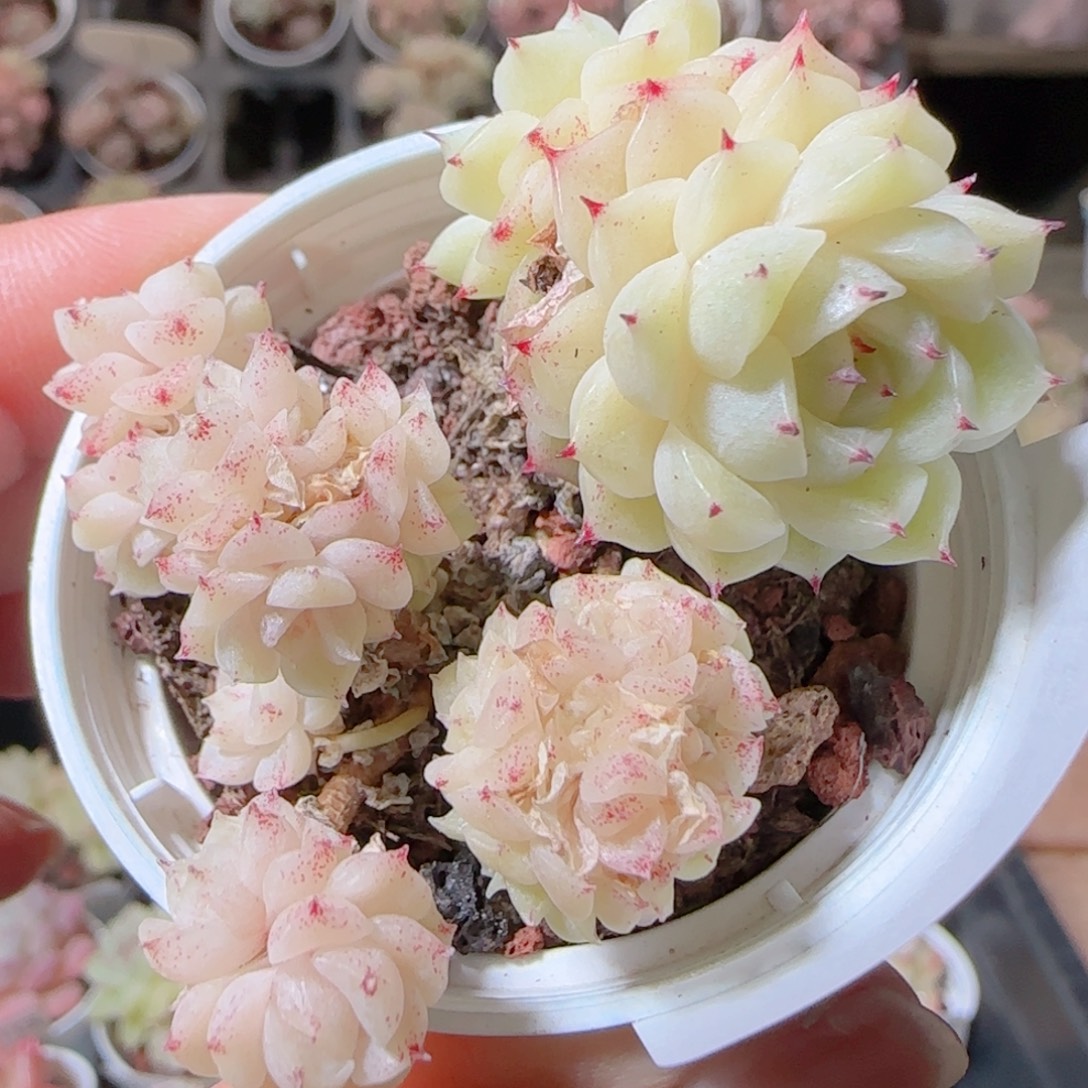 花语多肉1213-45白魔仙整