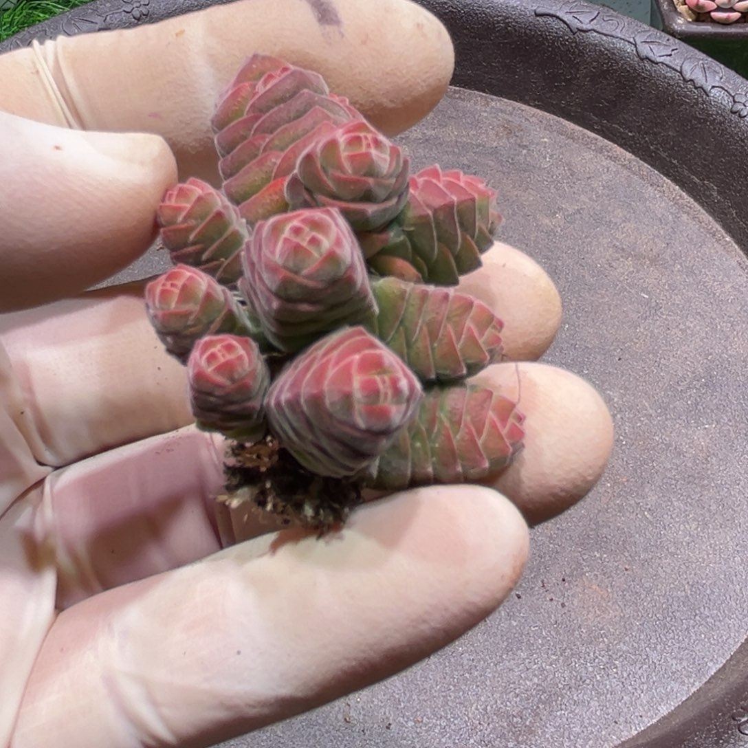 绒塔，一物一拍。       