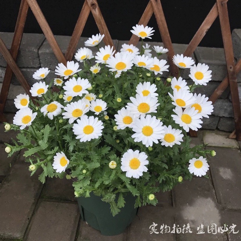 耐寒白晶菊 洋甘菊盆栽带花发 清新纯洁小白菊白金菊宿根庭院包邮