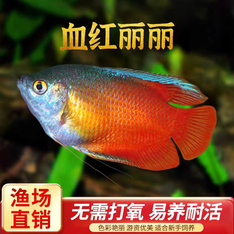 红丽丽蓝曼龙鱼珍珠马甲热带观赏鱼新手练手好养冷水鱼