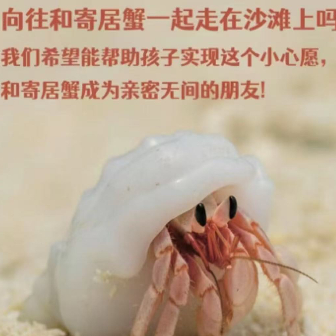 寄居蟹直播请勿乱拍按对应价格一拍一付下单