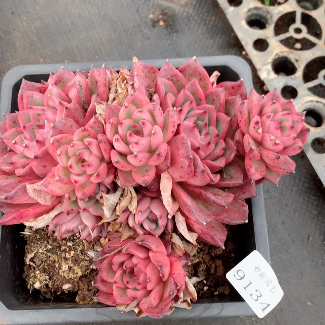 9134杂交多肉植物基地