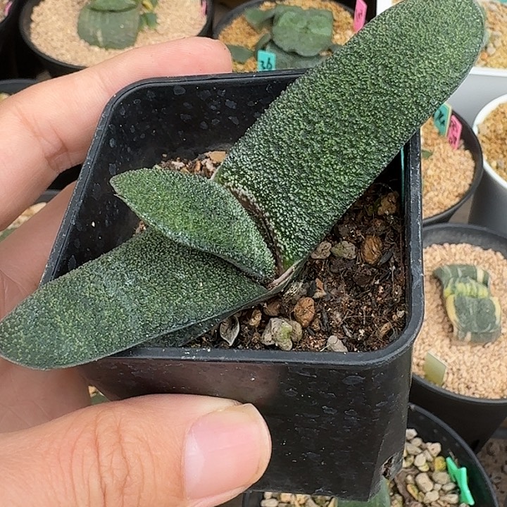 大型旋转短叶黑莺