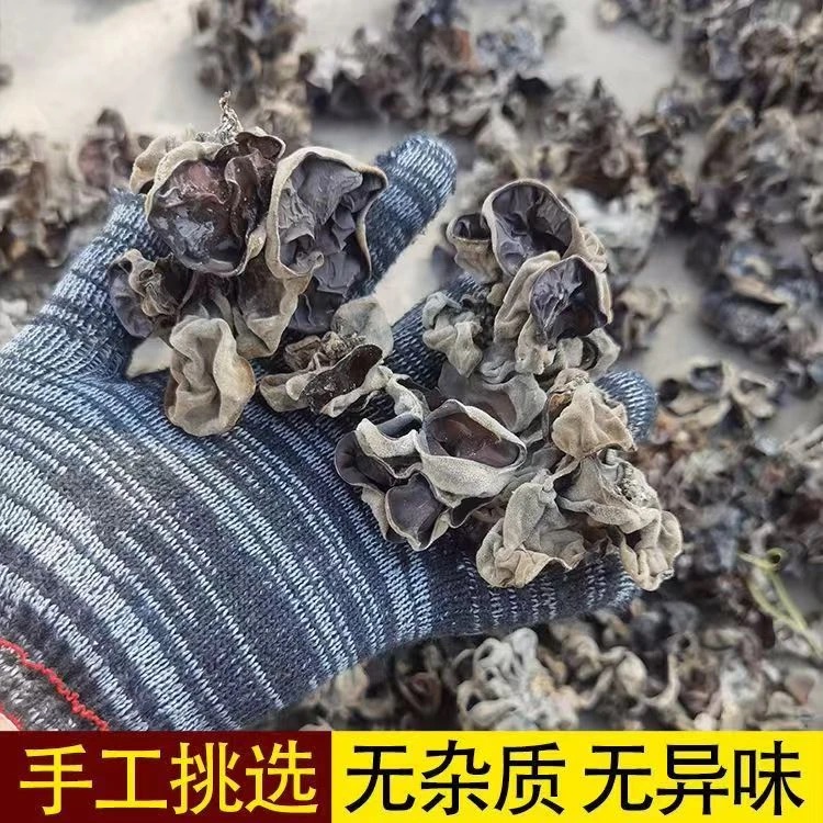 肉厚白背毛黑木耳自然晾晒秋木耳火锅食材脆木耳