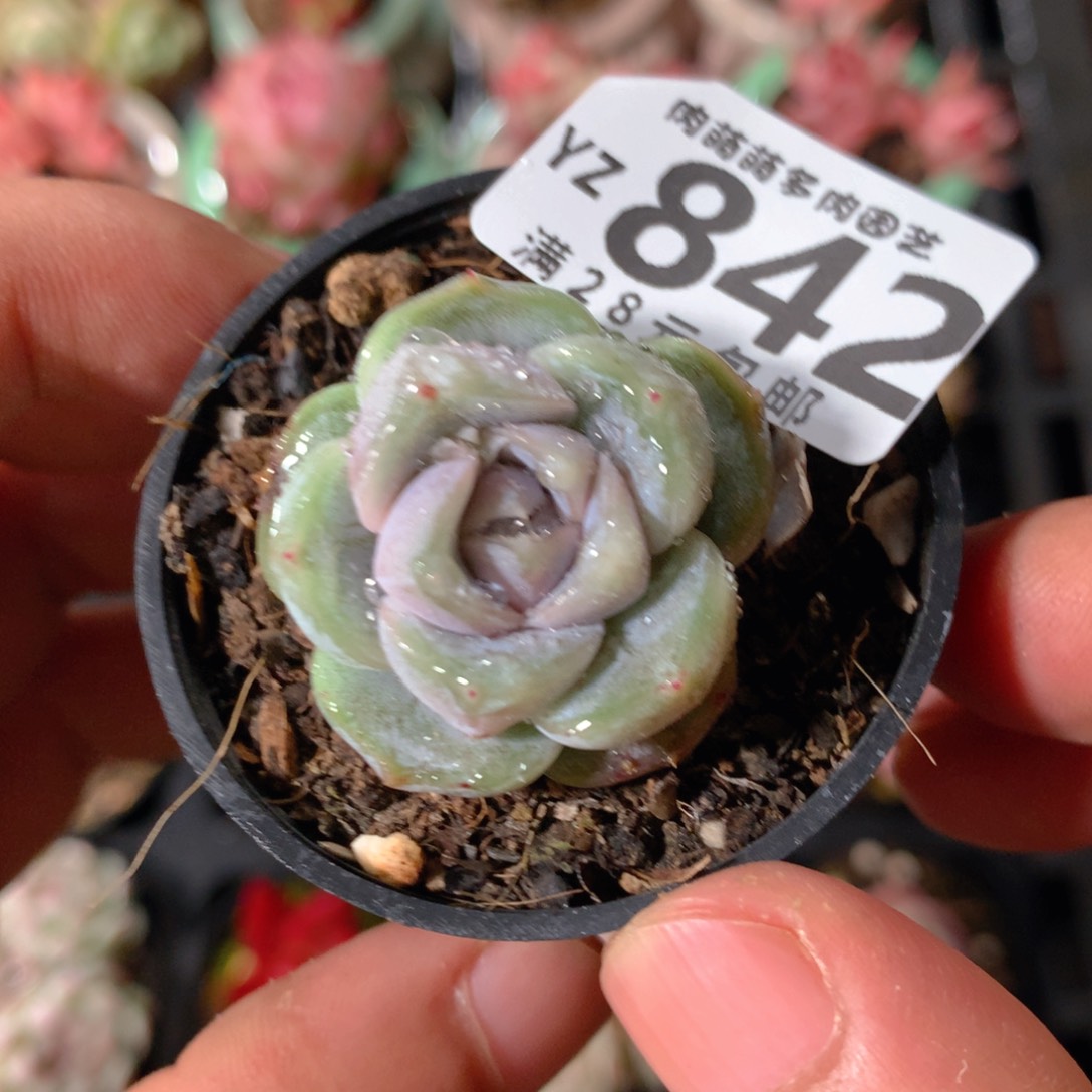 5CM拇指盆精控多肉YZ842