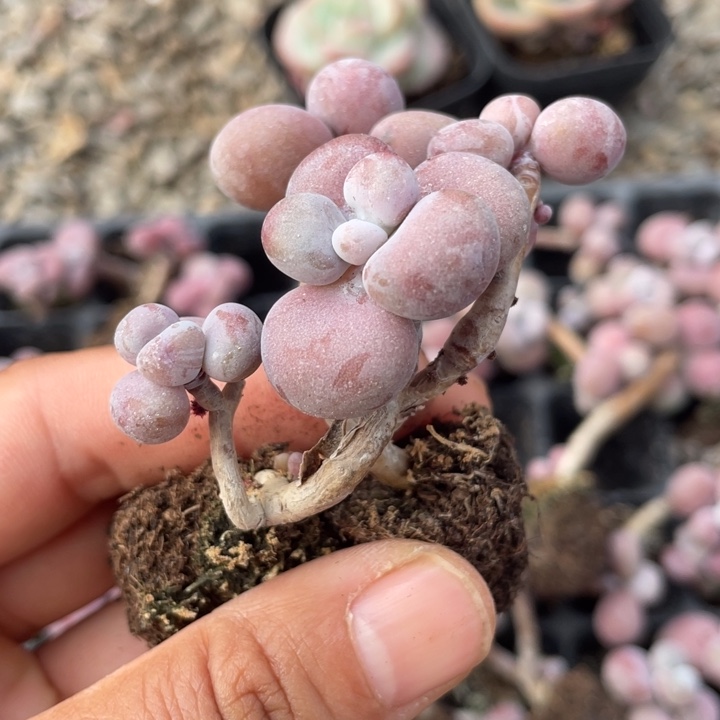 腰子蛋发3颗满18包邮