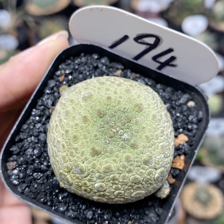 194号实生凝蹄玉4cm