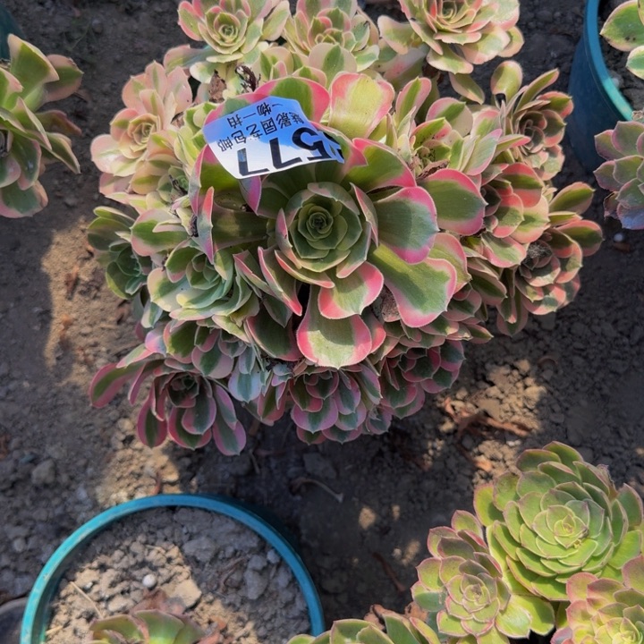 初恋花25-7包邮花花