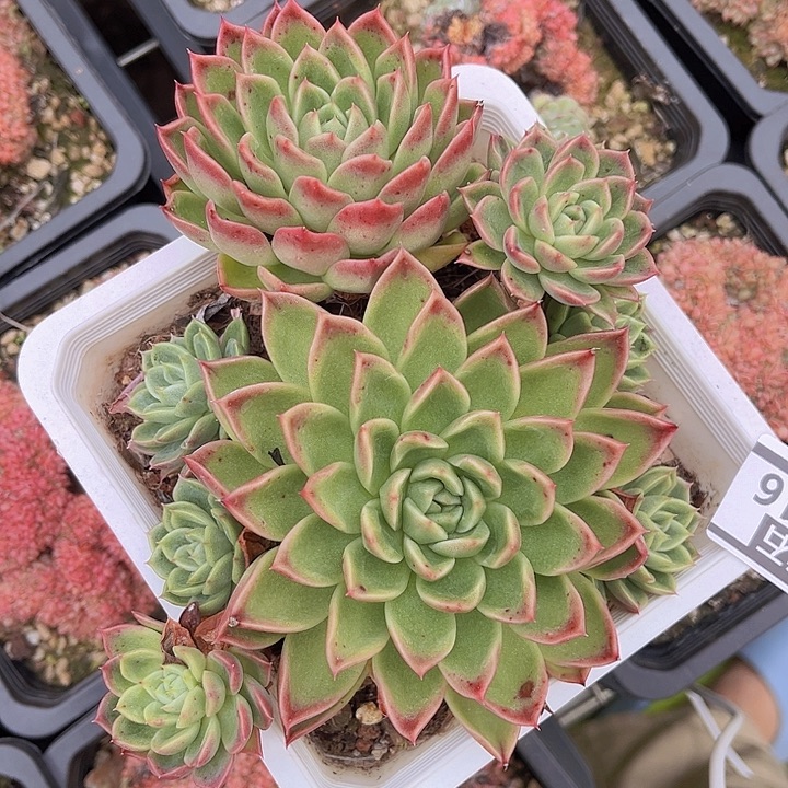 红女巫25216多肉植物