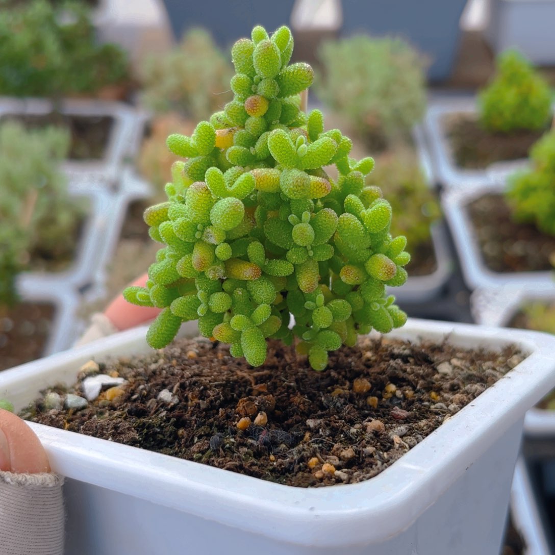 圣诞树型金橘417。       