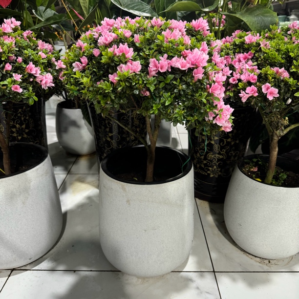 蜡皮粉杜鹃一盆