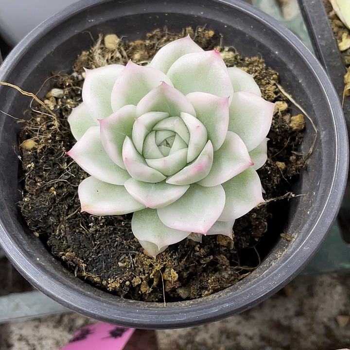 高瓷白麦锦一物一拍