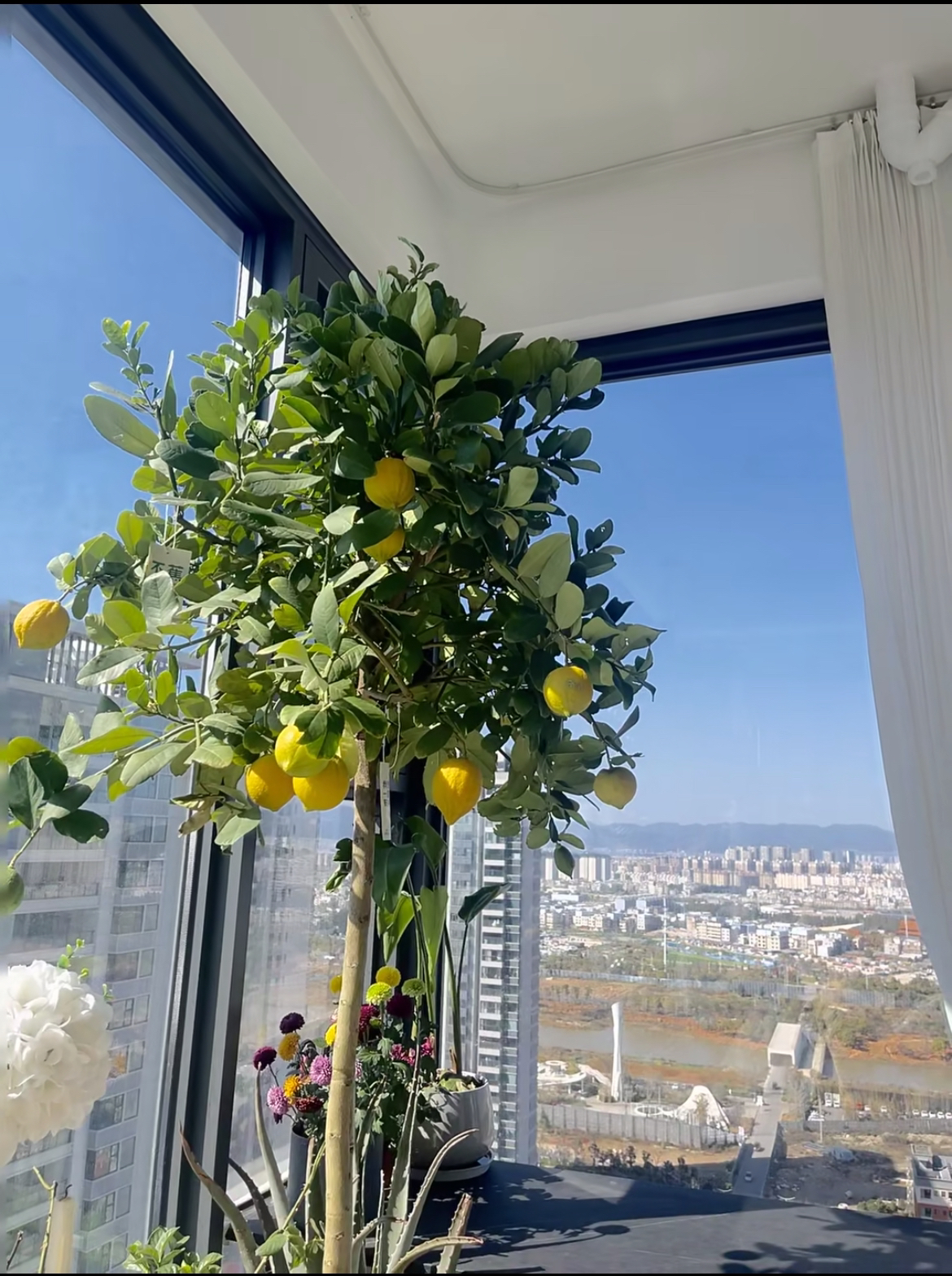 香水NM一物一拍盆栽室内大型绿植客厅阳台院子庭院露台