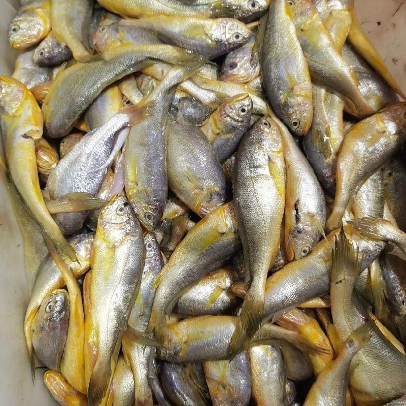 【四斤黄鱼仔】东海正宗野生细鳞小黄鱼顺丰包邮