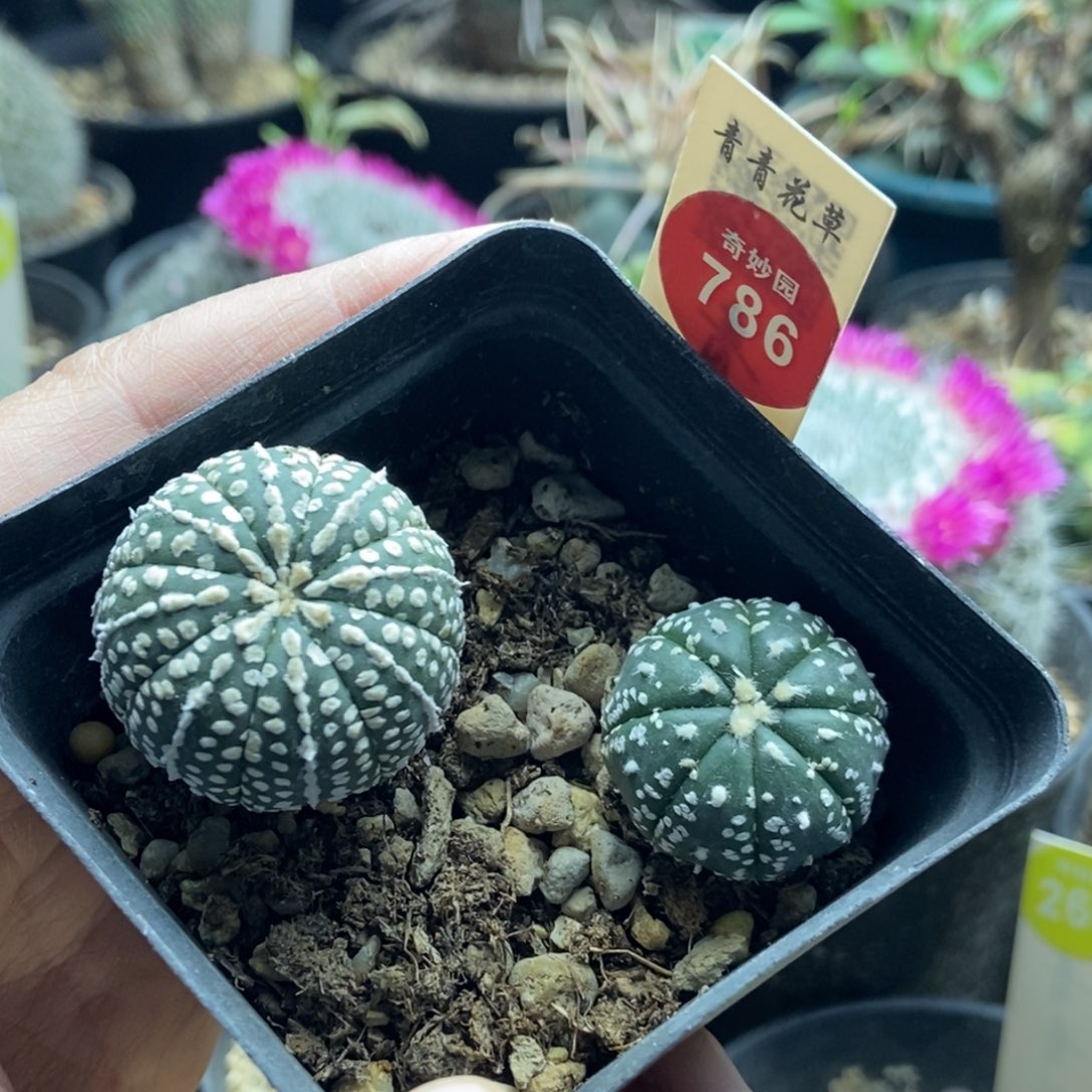 奇迹兜加超兜365777
