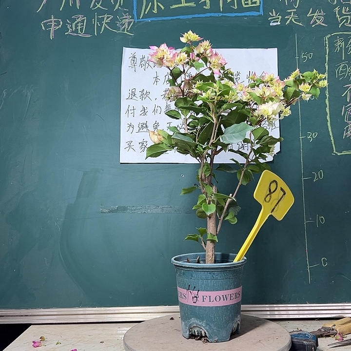 完全开放 怡锦 原生  87