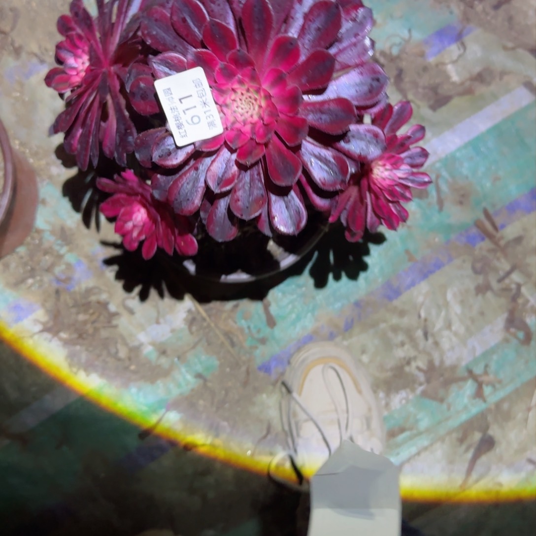 黑瞳法师多肉611