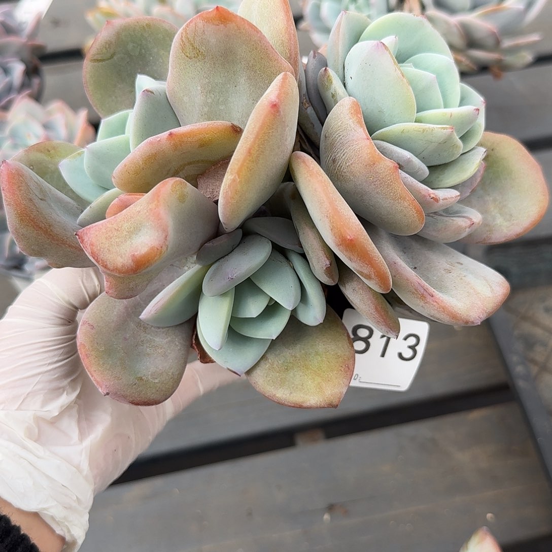 #813   多肉 售后范围：签收起7天内