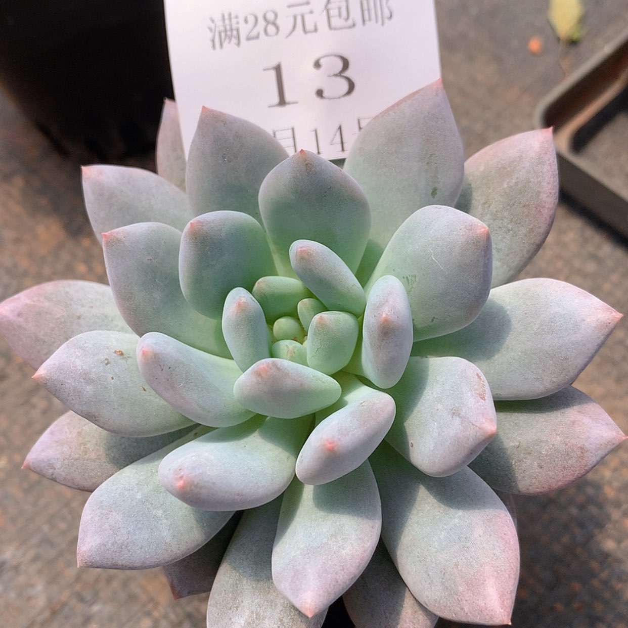 【闪购商品】清*～云13号