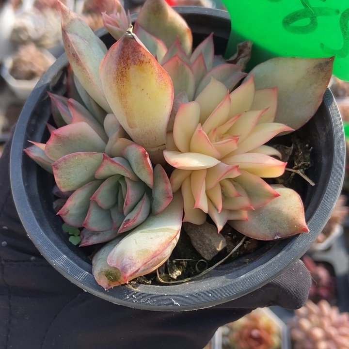 2085月光女神锦多肉植物保护