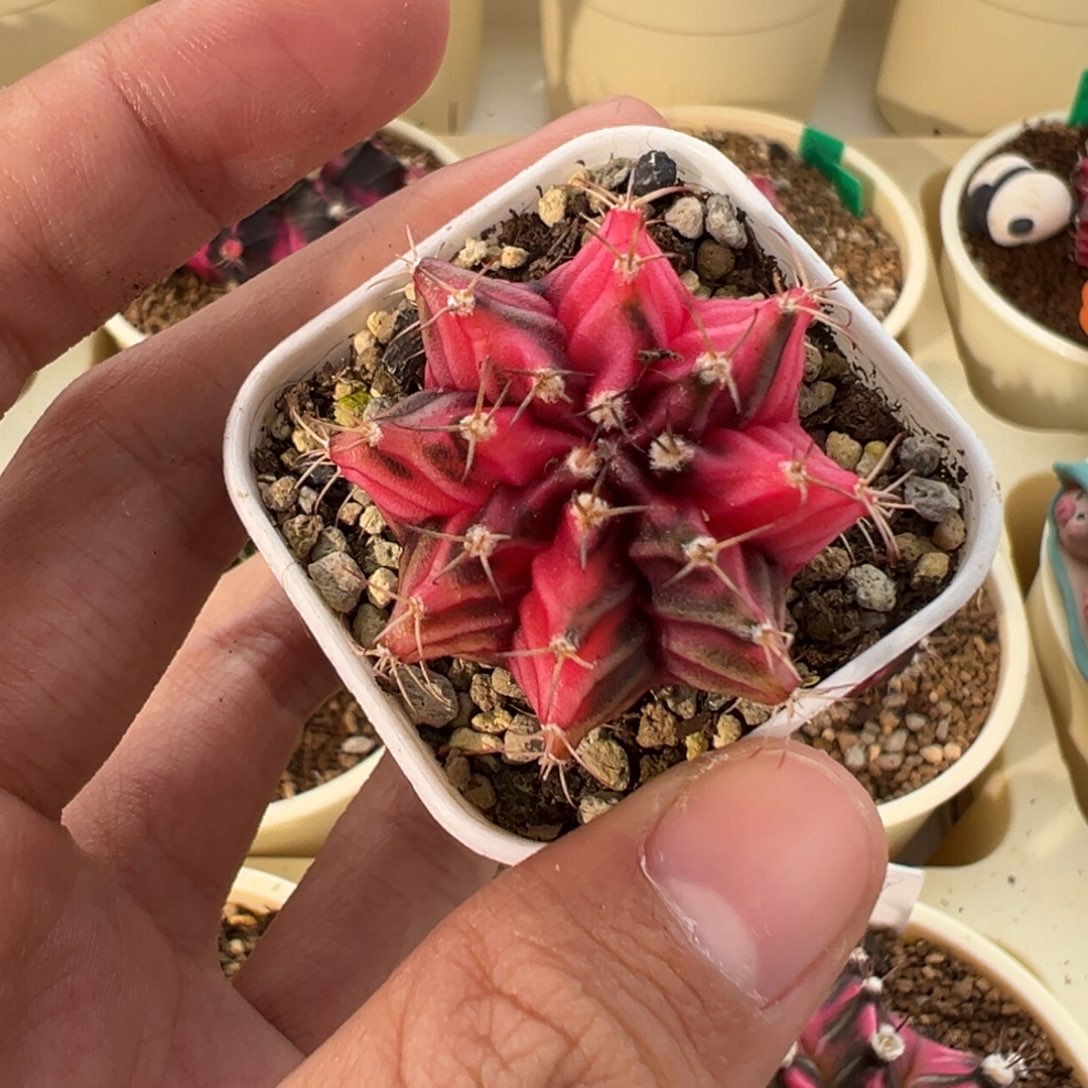 150 好看的米哈冲冲冲