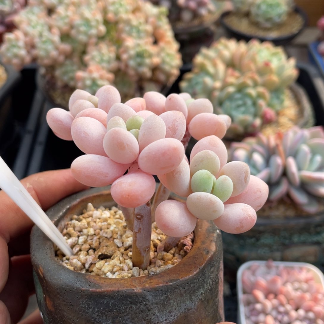 0314粉嘟嘟不带盆8厘米