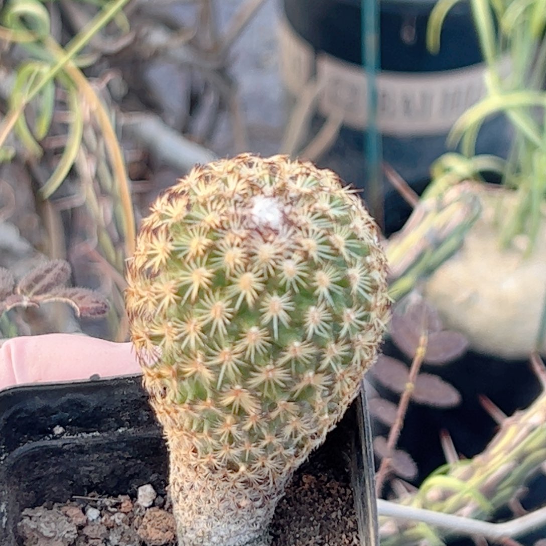 实生 伊莎贝拉仙人球