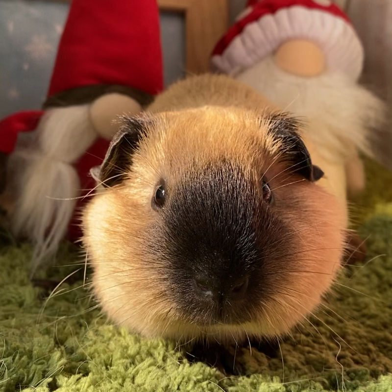加州弟弟温顺可爱适合家庭喂养的猪活物豚鼠小宠物到家