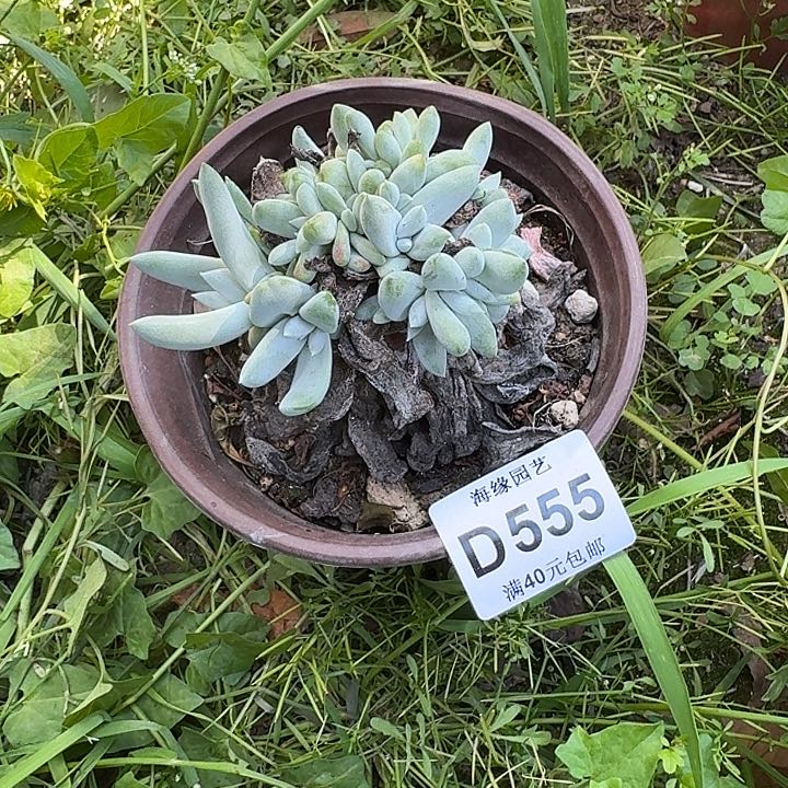 人**棘拇指仙女杯多肉植物