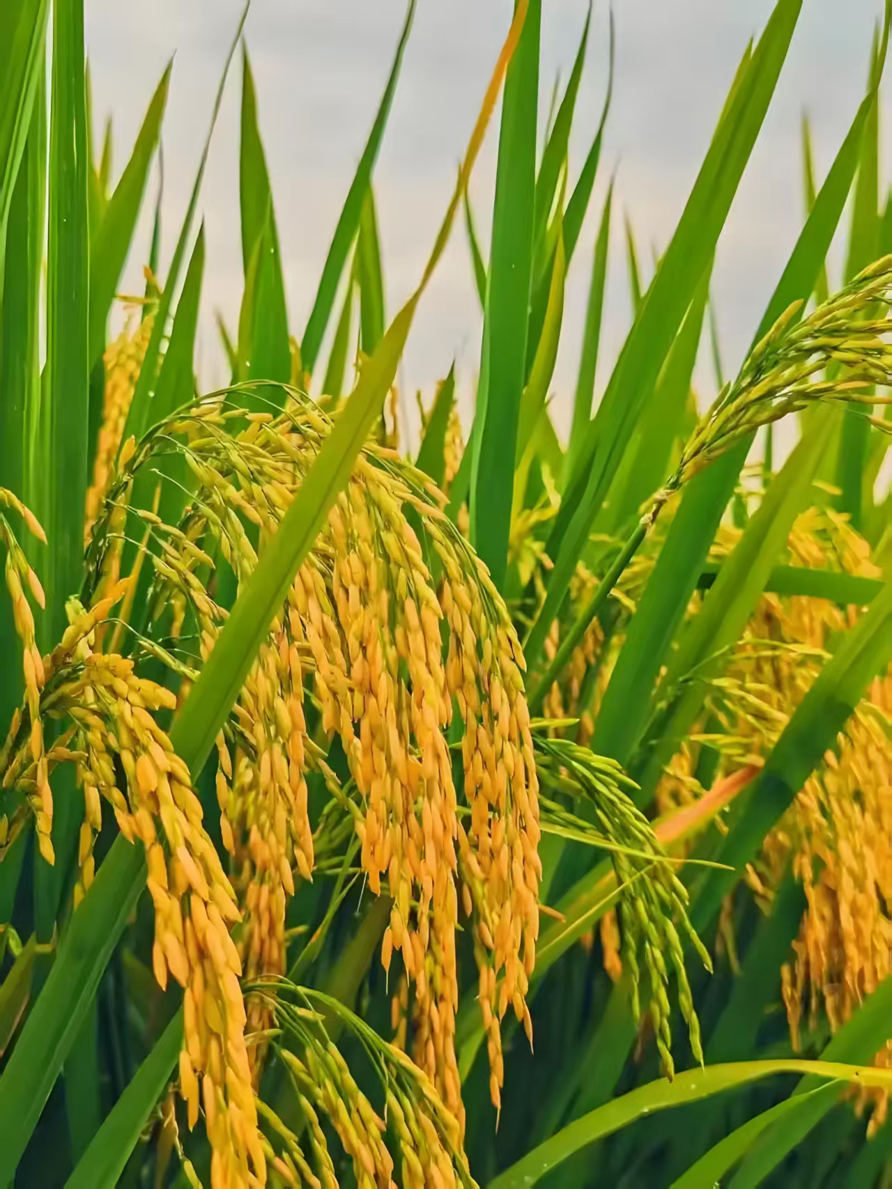 【湘水】湖南农家自种香米/大米 米类综合链接