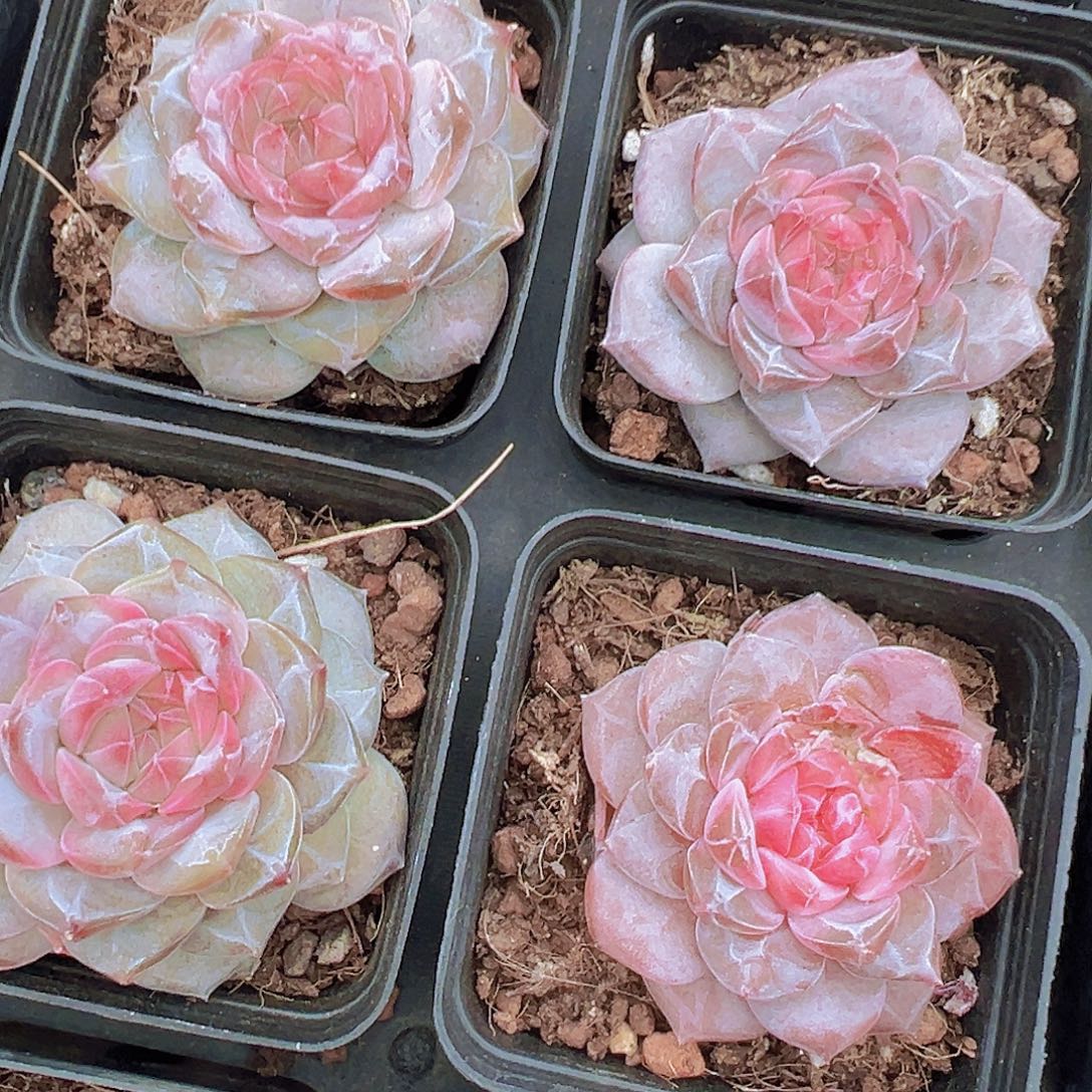 精品钻石冰魄2颗多肉