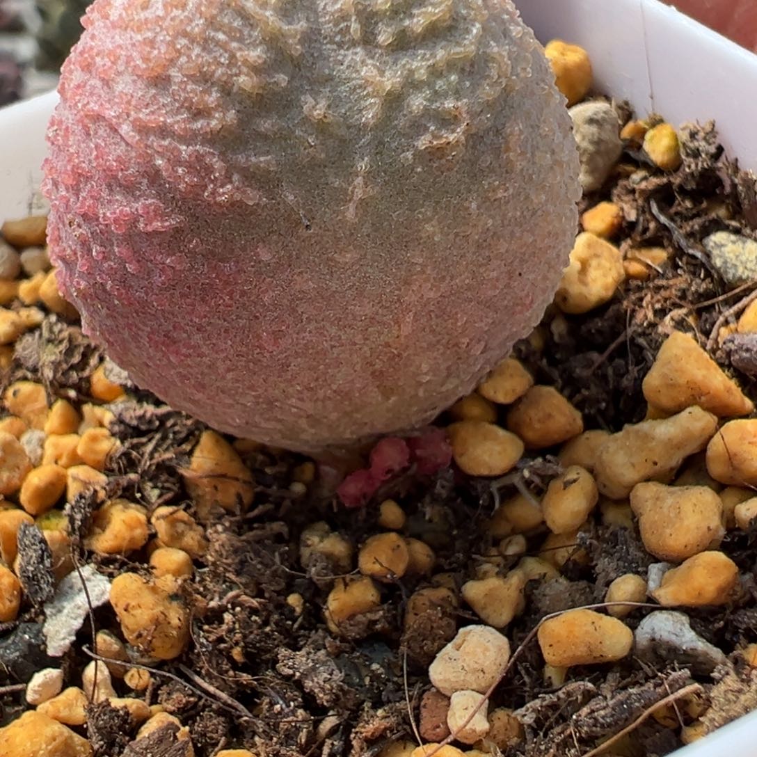 138号多肉植物水泡