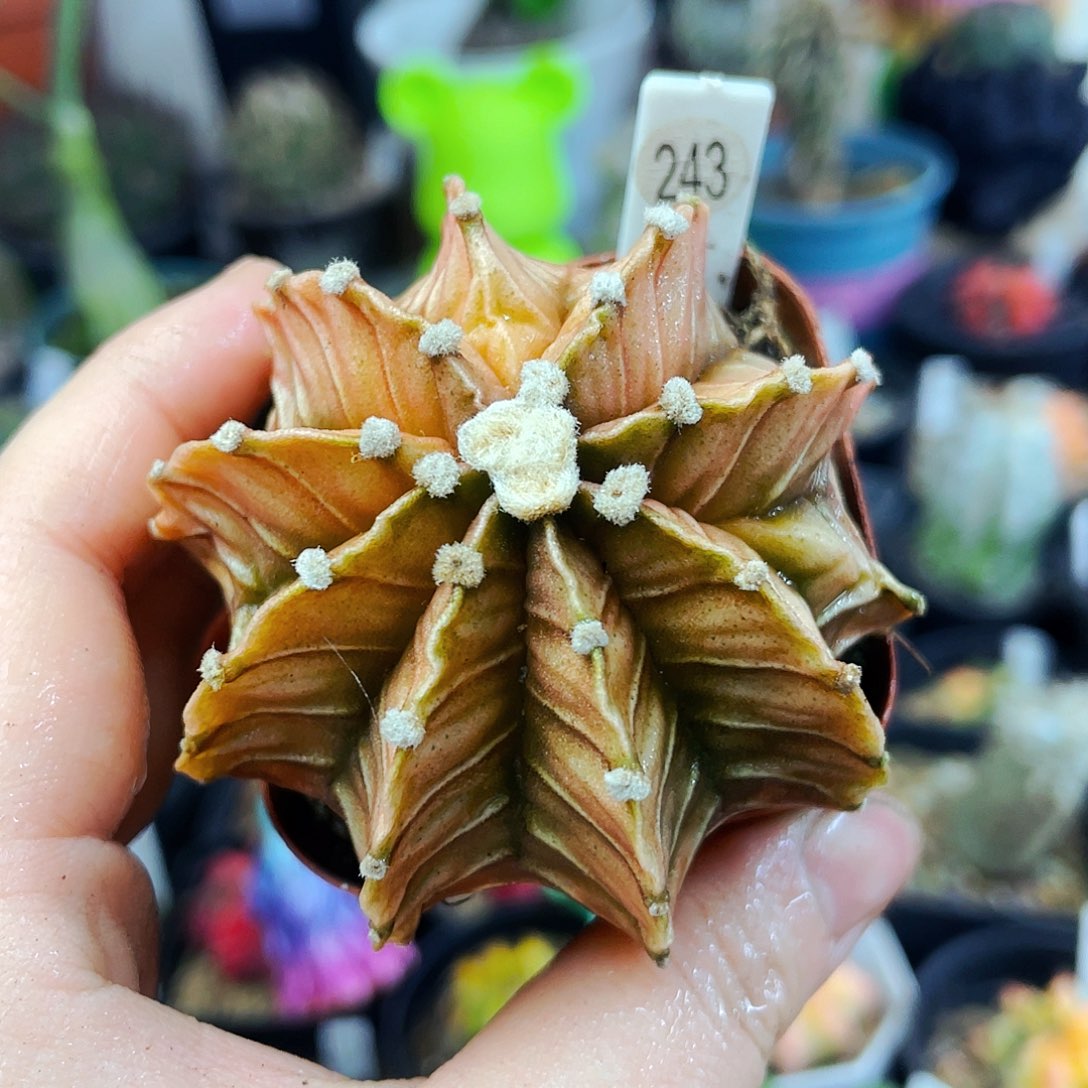 非偏远地区满25包邮仙人球