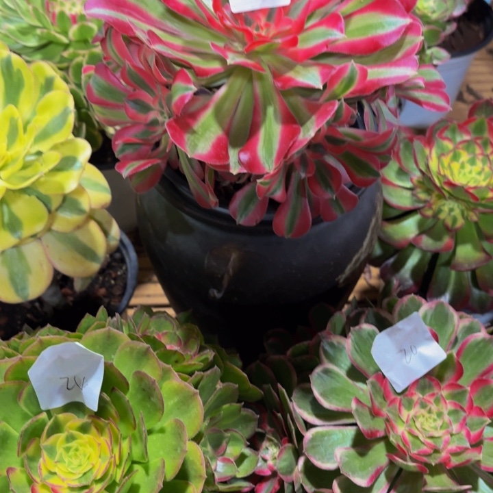 云南水蜜桃好看27号