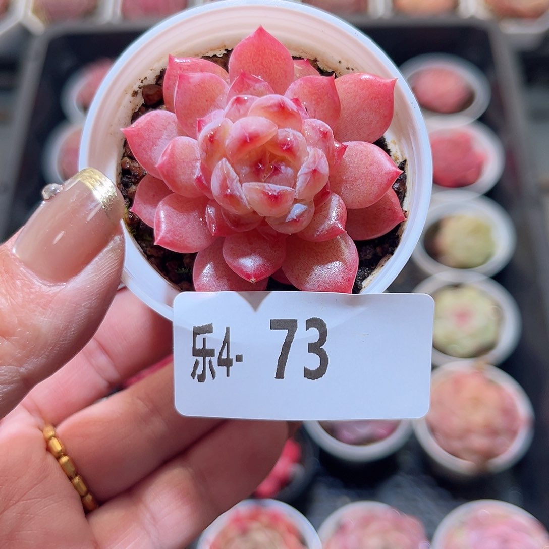 乐4-73 果汁单头