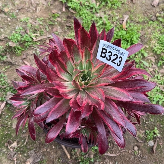 用****2一颗多肉法师植物