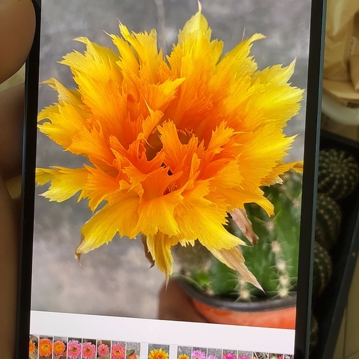 清库存彩草侧芽歪g482处理