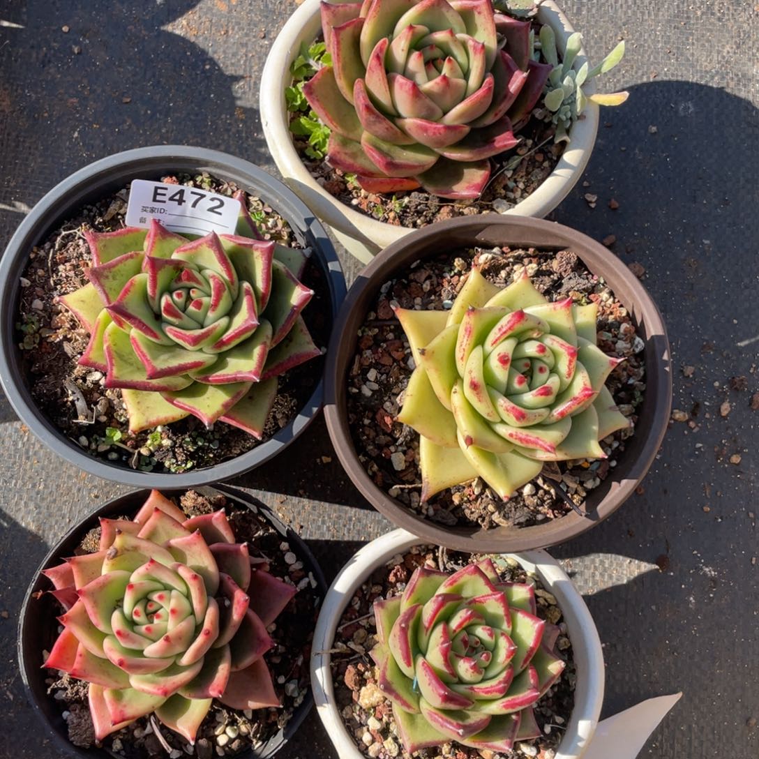 无花朵若如东云组拍E472