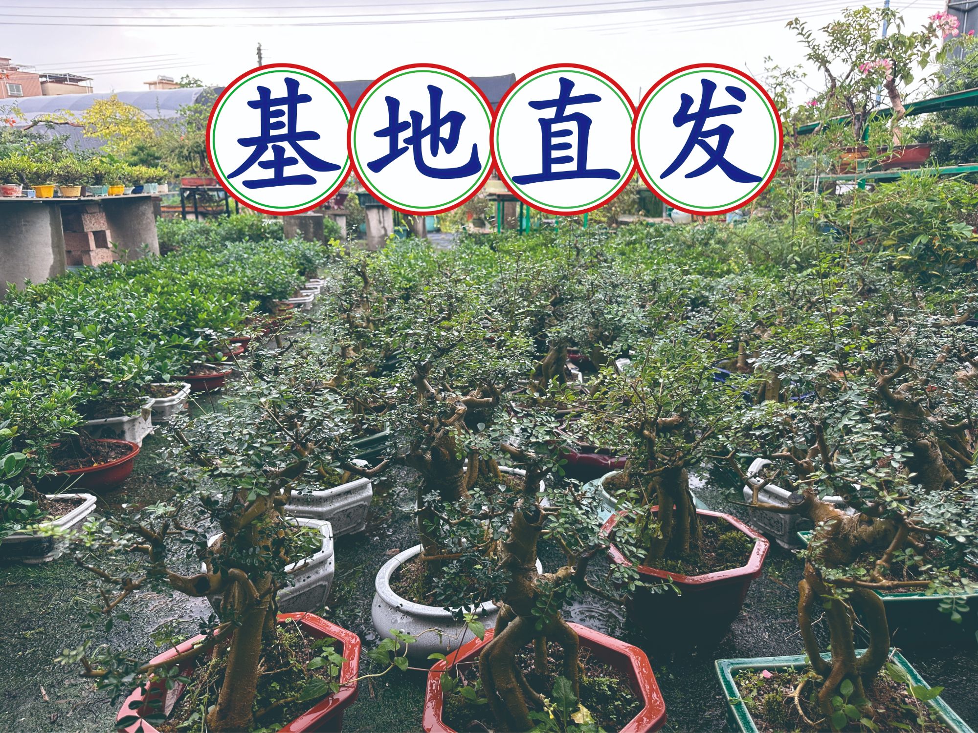 2号链接 栀子花胡椒木榆树雀梅等造型老桩盆景