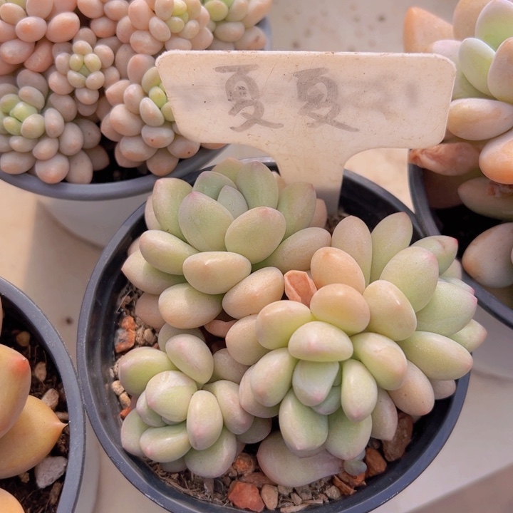 健健康康平平安安