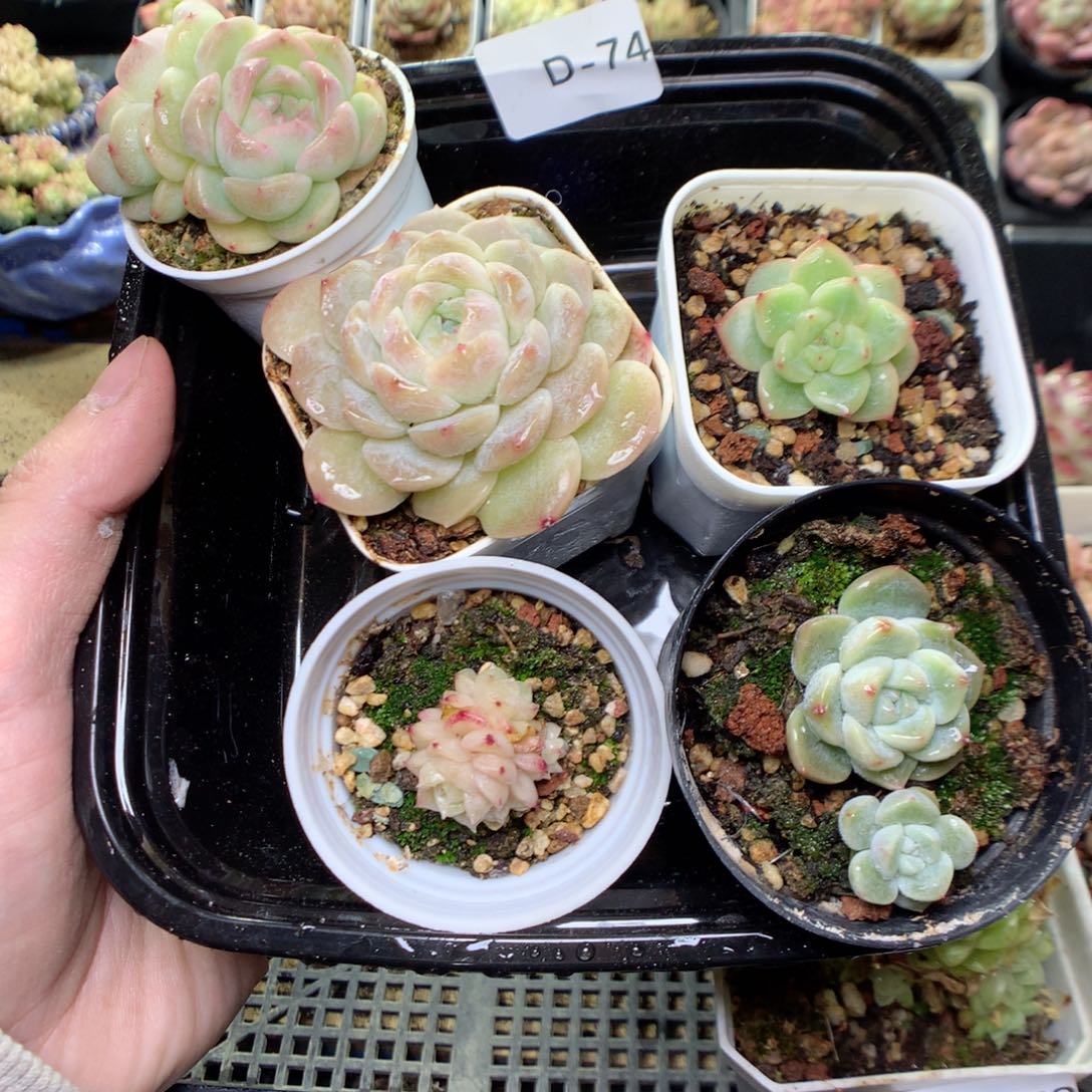 D74y y y y y y y y y y y y