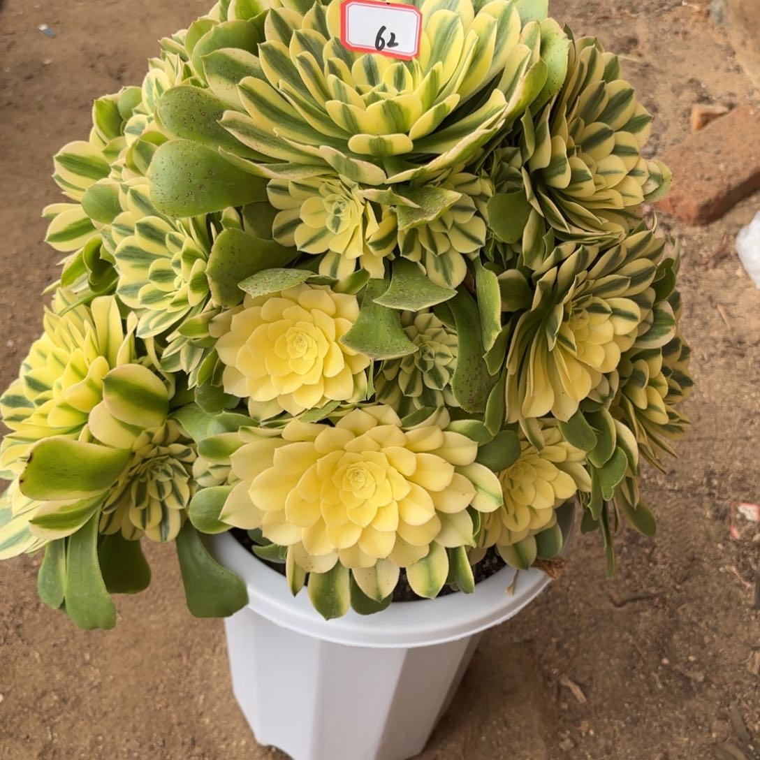 62希尼亚多肉植物绿植